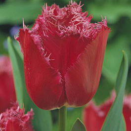 Тюльпан бахромчатый Мустанг Тюльпан бахромчатый Мустанг