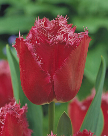 Тюльпан бахромчатый Мустанг