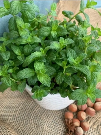  Мята Холодный ореховый латте