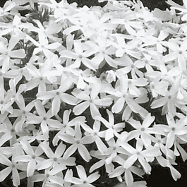 Флокс шиловидный White Delight