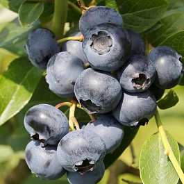 Голубика высокорослая Сиерра Голубика высокорослая Сиерра