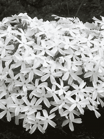 Флокс шиловидный White Delight