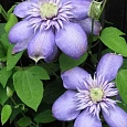 Клематис гибридный Blue Light