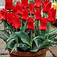 Тюльпан Red Riding Hood
