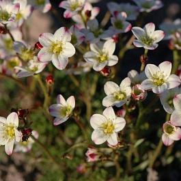 Камнеломка Арендса Highlander White Shades