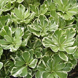 Пахизандра верхушечная Variegata