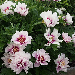 Пион ИТО Кора Луиза