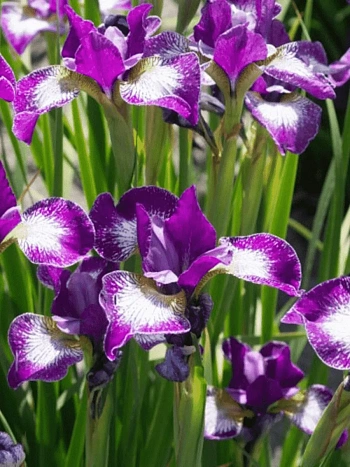 Ирис сибирский Currier