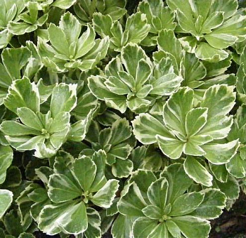 Пахизандра верхушечная Variegata