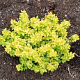 Барбарис (берберис) Тунберга Bonanza Gold Барбарис (берберис) Тунберга Bonanza Gold