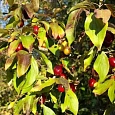Кизил Плодовый (Дерен мужской)