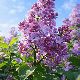 Сирень обыкновенная Анастасия Ширинская