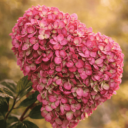 Гортензия метельчатая Colorful Cocktail