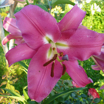 Лилия ОТ-гибрид Донато