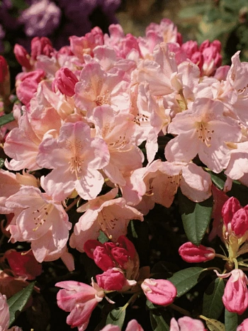 Рододендрон якушиманский Percy Wiseman