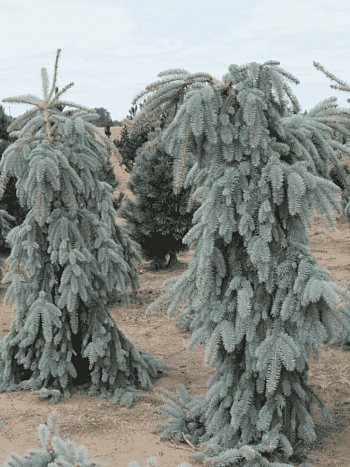 Ель колючая Pendula