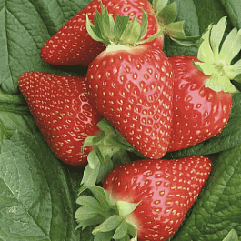 Земляника садовая Мурано