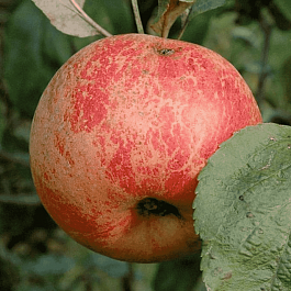 Яблоня Коричное новое