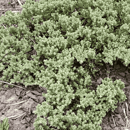 Можжевельник лежачий Bonin Isles