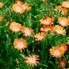 Делосперма Купера Ice Cream Orange