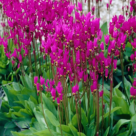 Додекатеон Red Wings