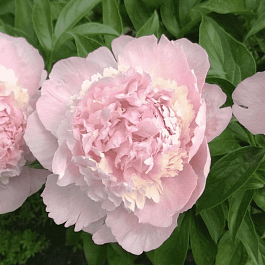 Пион Молочноцветковый Chiffon Parfait