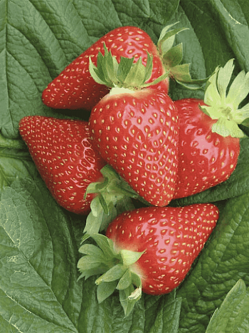 Земляника садовая Мурано