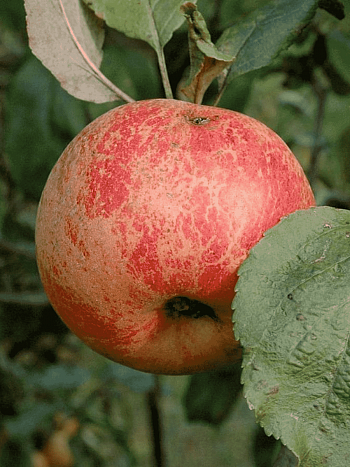 Яблоня Коричное новое