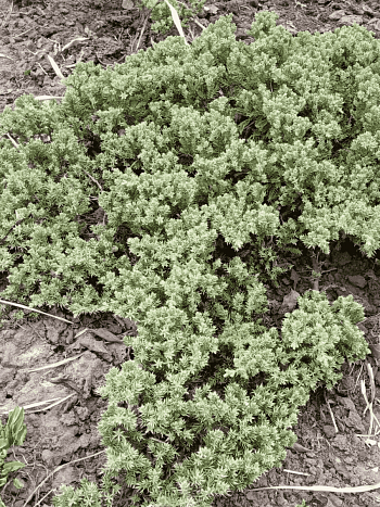 Можжевельник лежачий Bonin Isles