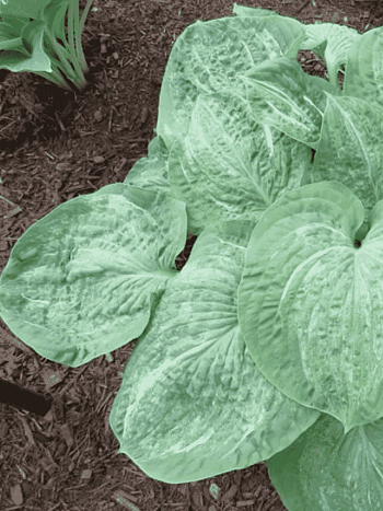 Хоста Split Milk