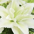 Лилия Roselily Eleonora