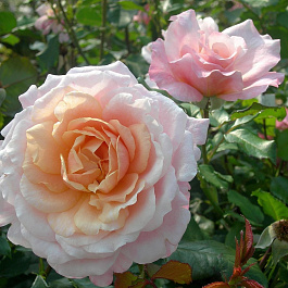 Роза парковая Шато де Вамаркус