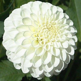 Георгина Помпонная Петрас Веддинг