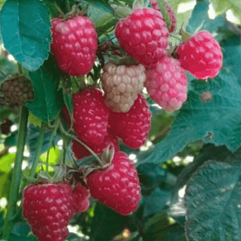 Малина ремонтантная Дочь Геракла