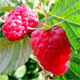 Малина Алая Россыпь