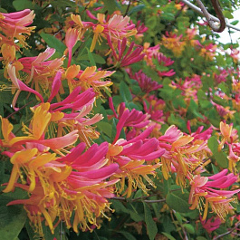 Жимолость Гекрота Американ Бьюти