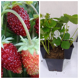 Земляника садовая Александрия НАБОР 3ШТ Земляника садовая Александрия НАБОР 3ШТ