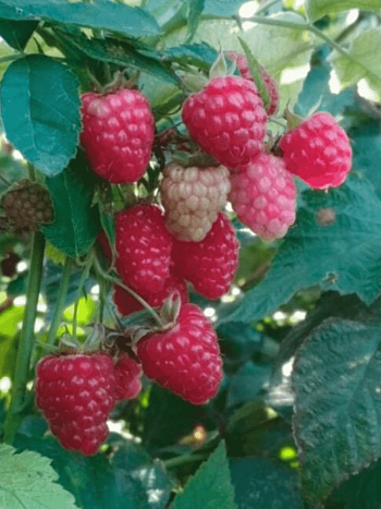 Малина ремонтантная Дочь Геракла