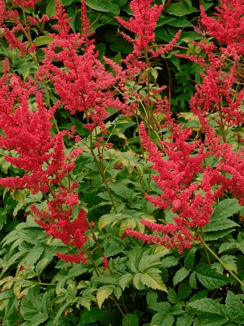 Астильба Арендса Radius