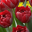 Тюльпан Махровый Emblazon