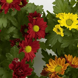 Хризантема мелкоцветковая Mix