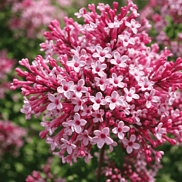 Сирень мейера Red Pixie