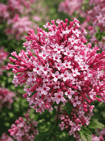 Сирень мейера Red Pixie