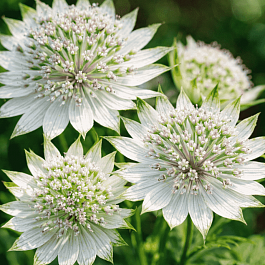 Астранция баварская