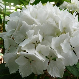 Гортензия крупнолистовая Нимфэ