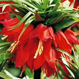 Рябчик императорский Rubra