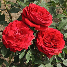 Роза чайно-гибридная Ваза Черри