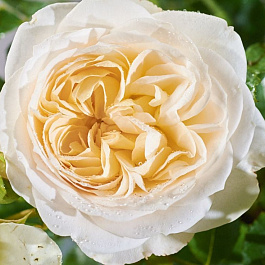 Роза Тантау парковая Фриденслихт Роза Тантау парковая Фриденслихт