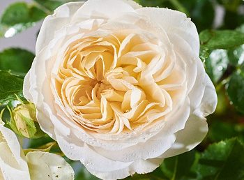 Роза Тантау парковая Фриденслихт