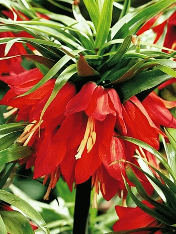 Рябчик императорский Rubra